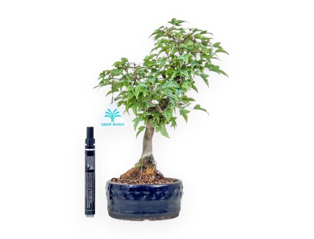 Bonsai di Acer buergerianum %separator% %category%