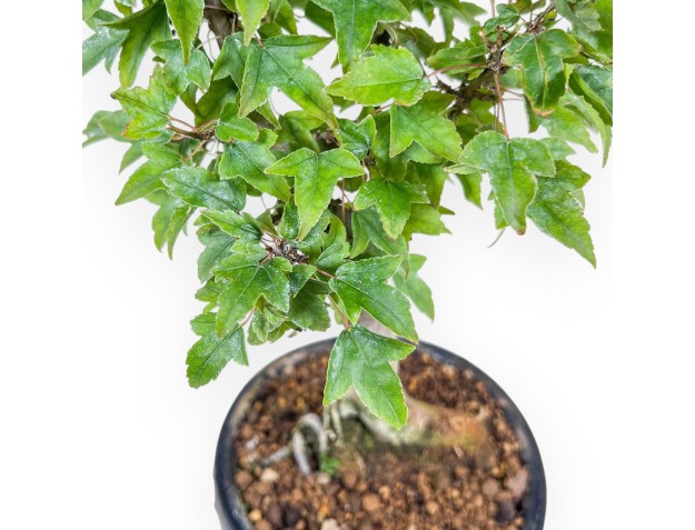 Bonsai di Acer buergerianum %separator% %category% 2