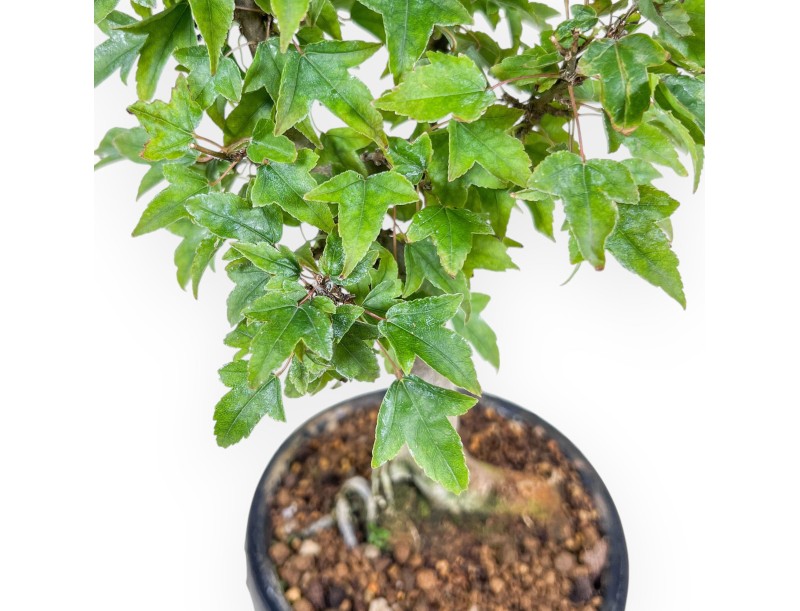Bonsaï d'Acer buergerianum %separator% %category%