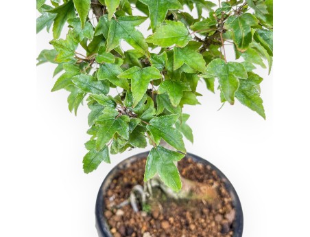 Bonsai di Acer buergerianum %separator% %category%