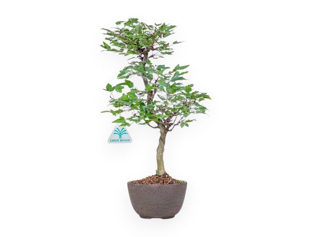 Bonsai di Acer buergerianum %separator% %category%