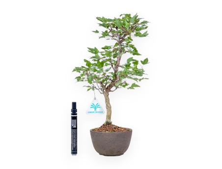 Bonsai di Acer buergerianum %separator% %category%
