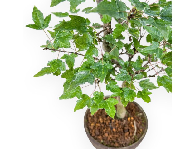 Acer buergerianum bonsai %separator% %category% 2