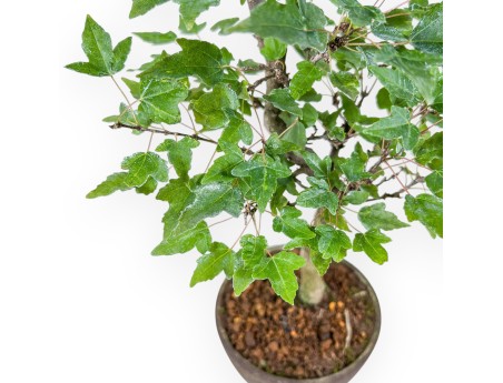 Bonsai di Acer buergerianum %separator% %category%