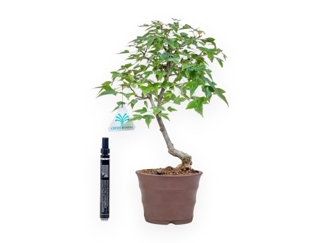 Bonsai di Acer buergerianum %separator% %category%