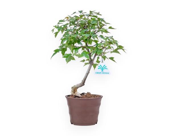 Bonsai di Acer buergerianum %separator% %category%