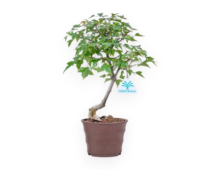 Bonsai di Acer buergerianum %separator% %category%