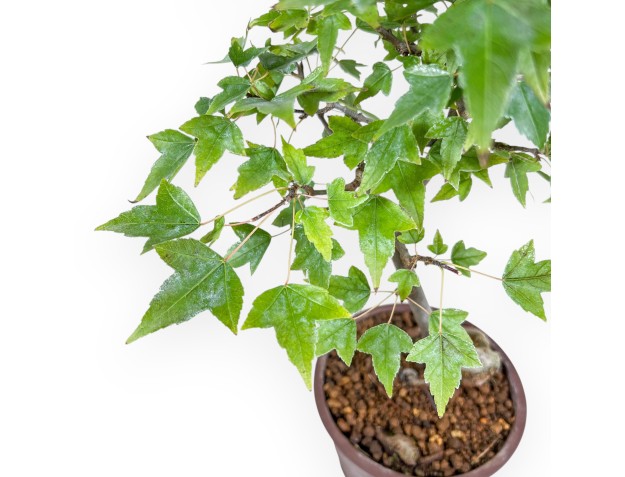 Acer buergerianum bonsai %separator% %category% 2