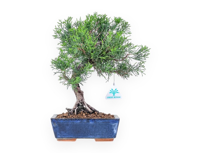 Bonsai di Juniperus chinensis itoigawa %separator% %category%