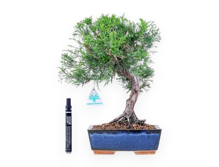 Bonsái de Juniperus chinensis itoigawa %separator% %category%
