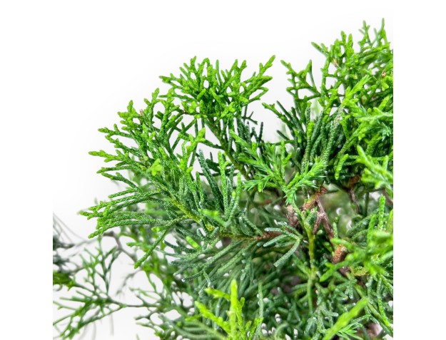 Bonsai di Juniperus chinensis itoigawa %separator% %category% 2