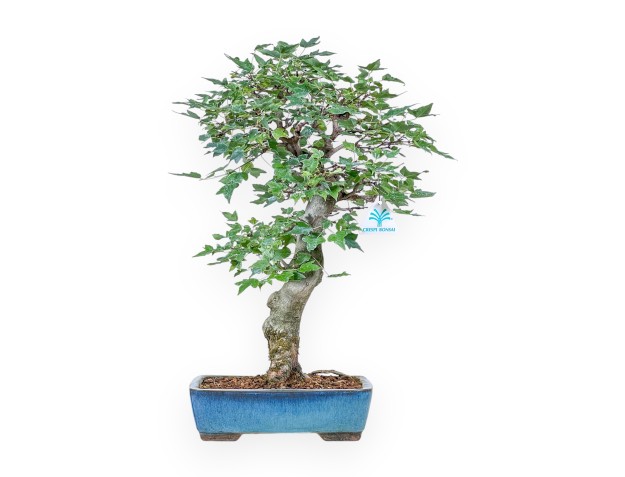 Bonsai di Acer buergerianum %separator% %category%