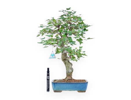 Bonsai di Acer buergerianum %separator% %category%