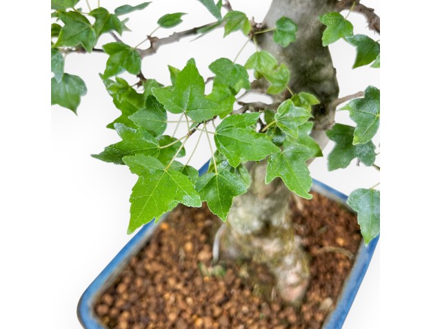 Bonsai di Acer buergerianum %separator% %category% 2