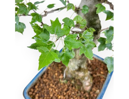Acer buergerianum bonsai %separator% %category%
