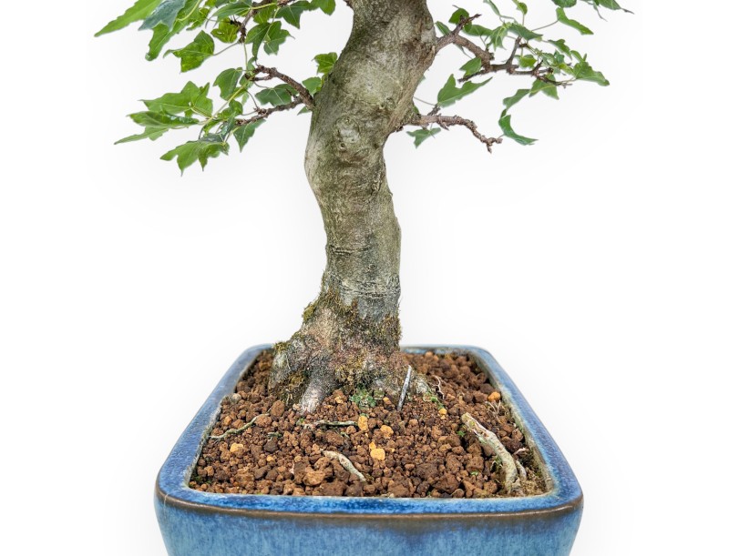 Acer buergerianum bonsai %separator% %category%