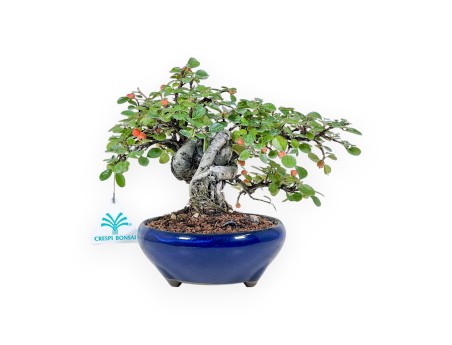 Bonsai di Cotoneaster Horizontalis %separator% %category%