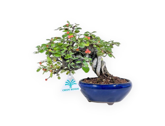 Cotoneaster horizontalis-Bonsai %separator% %category%