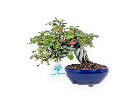 Bonsai di Cotoneaster Horizontalis %separator% %category%