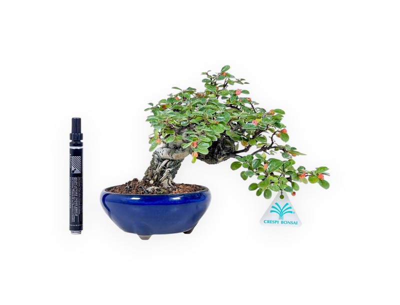 Bonsai di Cotoneaster Horizontalis %separator% %category%