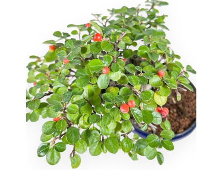 Cotoneaster horizontalis-Bonsai %separator% %category%