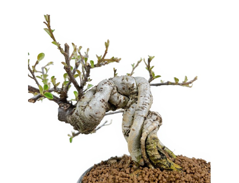 Bonsai di Cotoneaster Horizontalis %separator% %category%