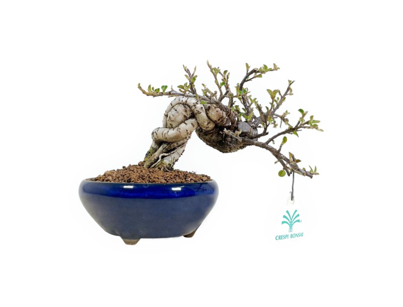 Bonsai di Cotoneaster Horizontalis %separator% %category%