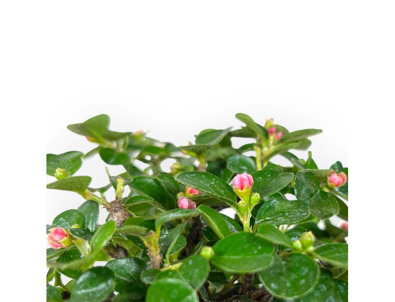 Bonsai di Cotoneaster Horizontalis %separator% %category%