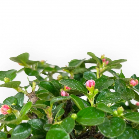 Bonsai di Cotoneaster Horizontalis %separator% %category%