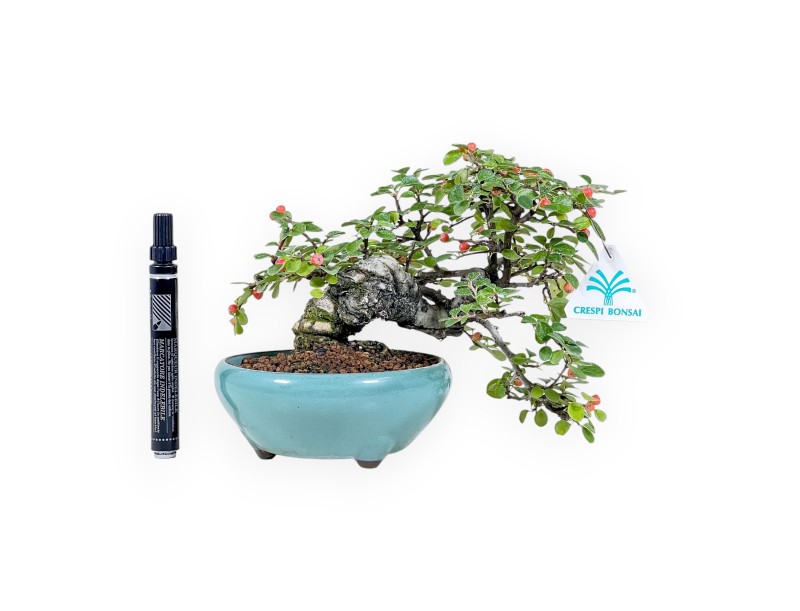 Bonsai di Cotoneaster Horizontalis %separator% %category%