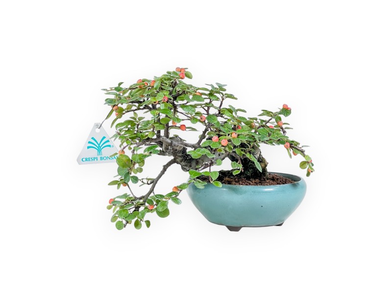 Bonsai di Cotoneaster Horizontalis %separator% %category%
