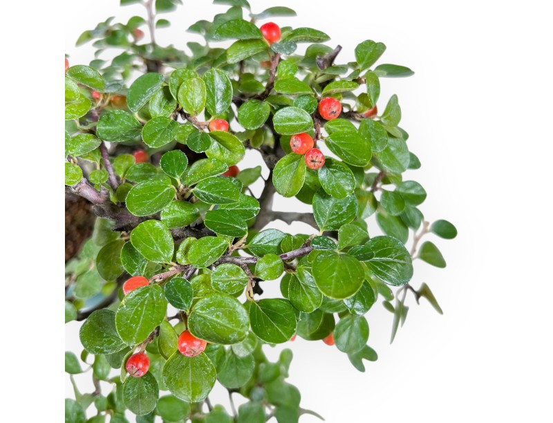 Bonsai di Cotoneaster Horizontalis %separator% %category%