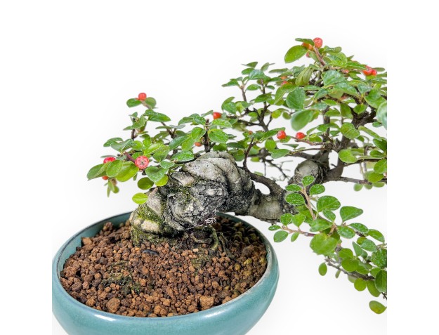 Cotoneaster Horizontalis-Bonsai %separator% %category% 2