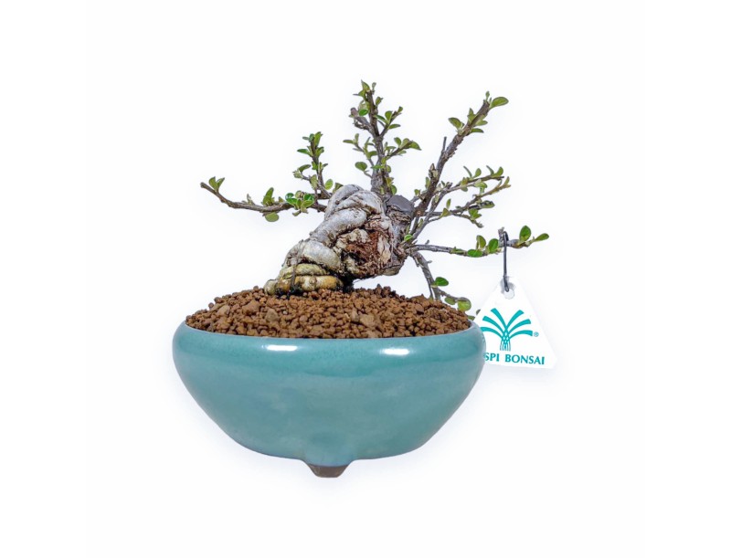 Bonsai di Cotoneaster Horizontalis %separator% %category%