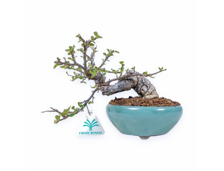 Cotoneaster Horizontalis-Bonsai %separator% %category%