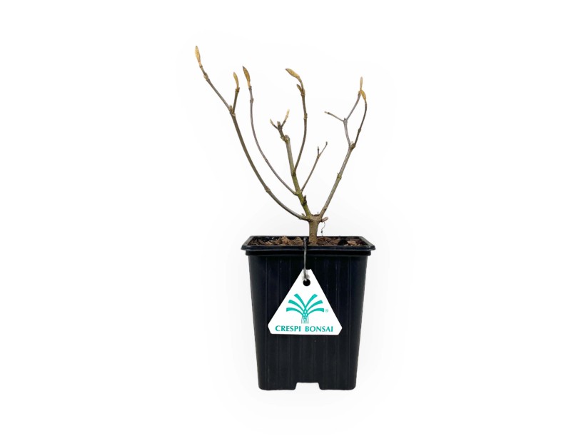Bonsai di Callicarpa %separator% %category% da frutto