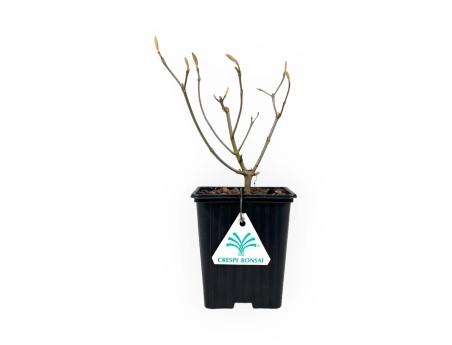 Bonsai di Callicarpa %separator% %category% da frutto