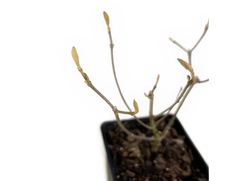 Bonsai di Callicarpa %separator% %category% da frutto