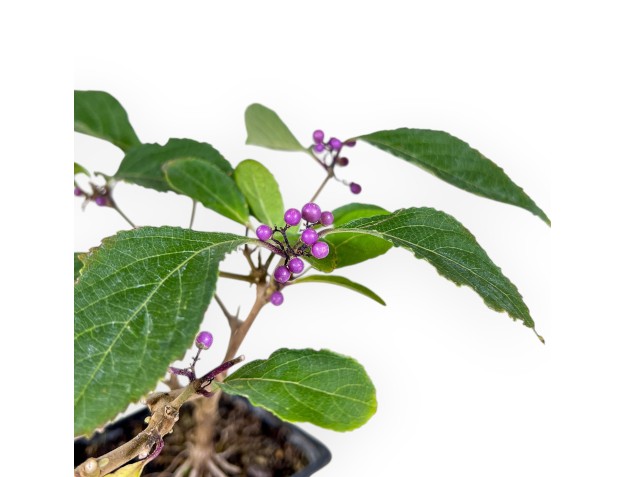 Bonsai di Callicarpa %separator% %category% da frutto 2