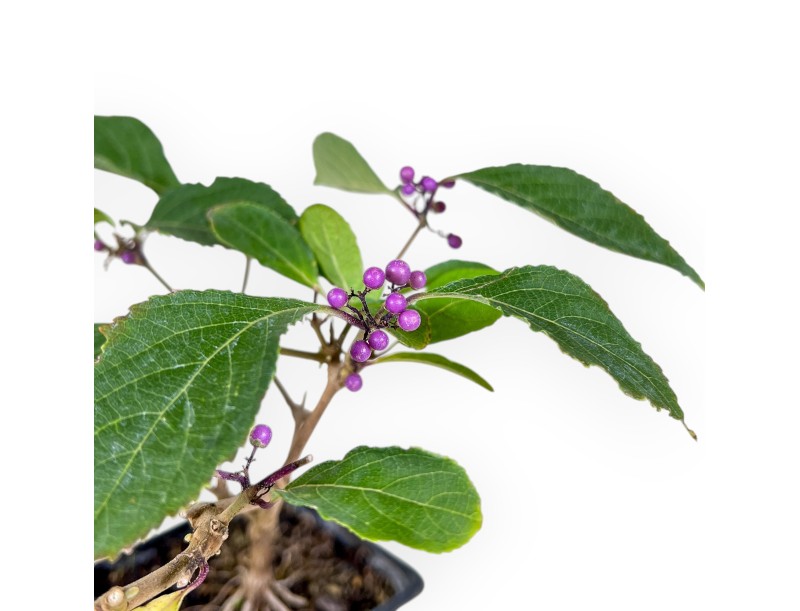 Bonsai di Callicarpa %separator% %category% da frutto