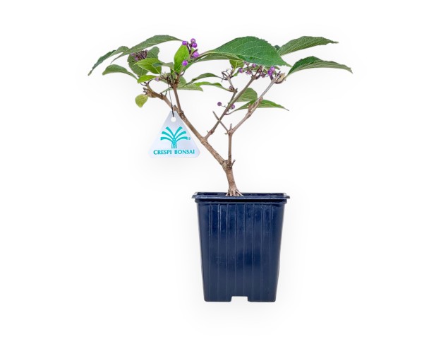 Bonsai di Callicarpa %separator% %category% da frutto