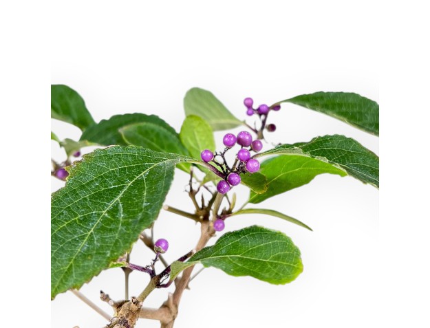 Callicarpa bonsai 39 cm | Blue rectangular pot 2
