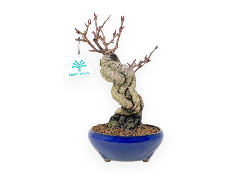 Bonsai di Kadsura japonica %separator% %category%