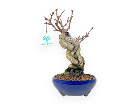 Bonsai di Kadsura japonica %separator% %category%
