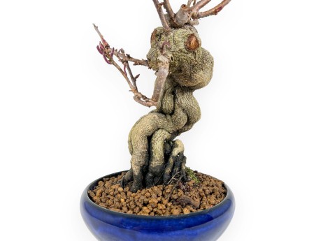 Bonsai di Kadsura japonica %separator% %category%