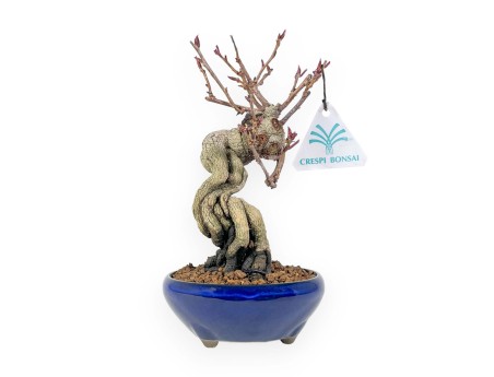 Bonsai di Kadsura japonica %separator% %category%
