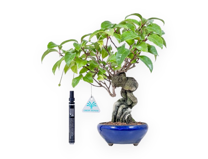 Bonsai di Kadsura japonica %separator% %category%
