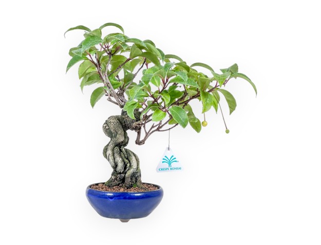 Bonsai di Kadsura japonica %separator% %category%