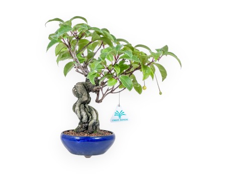 Bonsai di Kadsura japonica %separator% %category%