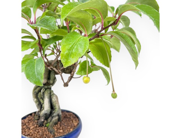 Bonsai di Kadsura japonica %separator% %category% 2